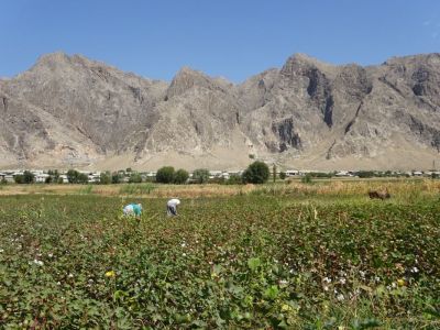 Baumwollernte im Ferghana-Tal