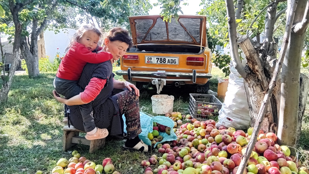 Apfelernte bei einer Jurtenbauernfamilie